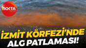 İzmit Körfezi’nde alg patlaması!