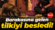 Barakasına gelen tilkiyi besledi!
