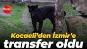 Bir zamanlar Darıca’daydı, şimdi İzmir'li oldu: Siyah jaguar Jüliet ile tanışın!