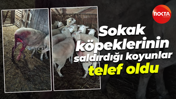 Sokak köpeklerinin saldırdığı koyunlar telef oldu