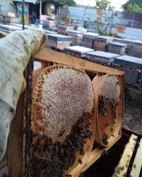 Bu balın kilosu 7 bin lira! Kütüğü oyup içine koyuyorlar - Resim : 1