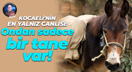Kocaeli’nin en yalnız canlısı: Ondan sadece bir tane var!