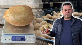 İznik'te üretiliyor Kocaeli'den Türkiye'ye dağıtılıyor! Dev kiviler görenleri hayrete düşürüyor