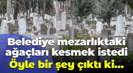 Belediye mezarlıktaki ağaçları kesmek istedi, öyle bir şey çıktı ki…