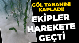 Sapanca Gölü'nde gizemli oluşum! Ekipler harekete geçti, numuneler analiz edilecek