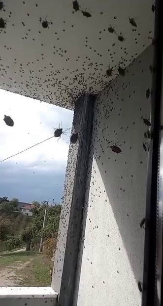 Korku filmi sahnesi değil, gerçek! Böcekler heryeri istila etti - Resim: 1