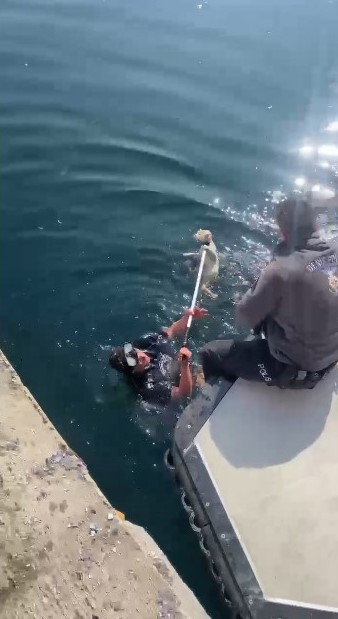 Denize düşen kedi için ekipler seferber oldu - Resim : 2