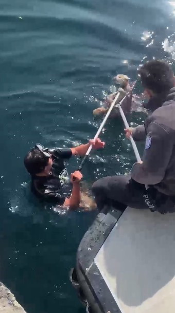 Denize düşen kedi için ekipler seferber oldu - Resim : 1