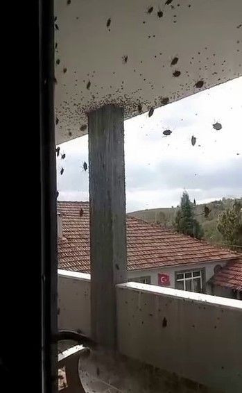 Korku filmi sahnesi değil, gerçek! Böcekler heryeri istila etti - Resim: 6
