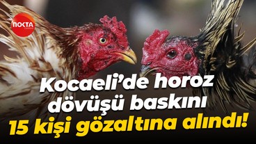 Kocaeli’de horoz dövüşü baskını… 15 kişi gözaltına alındı!