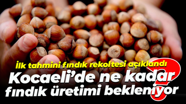 İlk tahmini fındık rekoltesi açıklandı; Kocaeli’de ne kadar fındık üretimi bekleniyor?