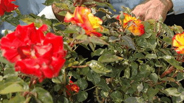 HIDIRELLEZ NE ZAMAN 2026? Hıdırellez Nedir? Hıdırellez Hangi Tarihte Başlıyor?