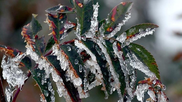 Soğuk hava geliyor; Kocaeli için “Zirai don” uyarısı!