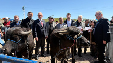 Kocaeli'deki manda yetiştiricilerine 3,4 milyon liralık destek