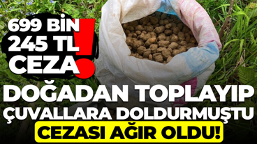 Kocaeli'de şoke eden görüntü: Doğadan toplayıp çuvallara doldurmuştu, cezası ağır oldu!