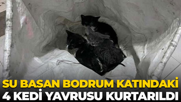 Kocaeli'de su basan bodrum kattaki 4 kedi yavrusu kurtarıldı