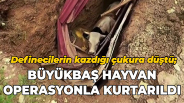 Definecilerin kazdığı çukura düştü; Büyükbaş hayvan operasyonla kurtarıldı