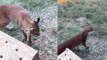 Araç bagajında iki vaşak ve iki serval kedisi ele geçirildi!