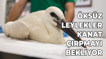 Öksüz leylekler kanat çırpmayı bekliyor