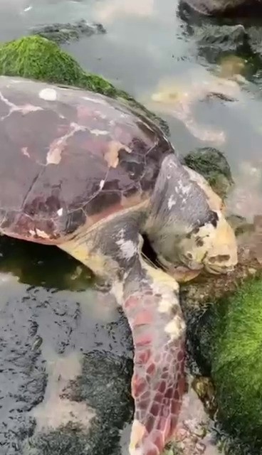 İzmit Körfezi'nde şaşırtan ziyaretçi! Caretta caretta rotayı şaşırdı - Resim : 4
