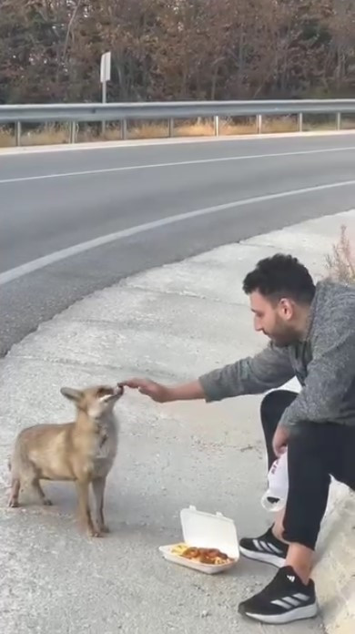 Uludağ yolunda sıra dışı karşılaşma - Resim : 1
