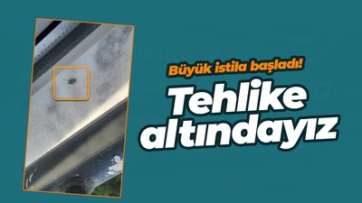 İstanbul, Kocaeli, Sakarya, Bursa, Düzce, Yalova dikkat! Büyük istila başladı, o hayvan her yerde