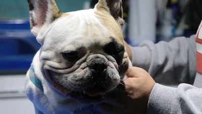 Kayseri'de köpeğe canice eziyet! Defalarca aydınlatma direğine vurdu