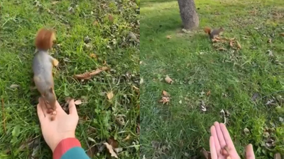 Bursa'da vatandaş sincabı elleriyle besledi