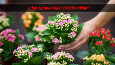 ŞUBAT AYINDA EKİLECEK BİTKİLER || Şubat Ayında Hangi Bitkiler Ekilebilir?