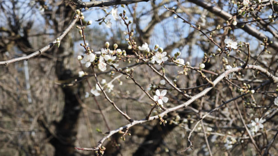 Erik ağaçları çiçek açtı!