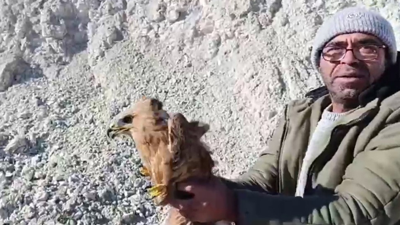 Yaralı şahin özgürlüğüne kavuştu