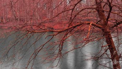 Kızılötesi ışığın doğaüstü sergisi!
