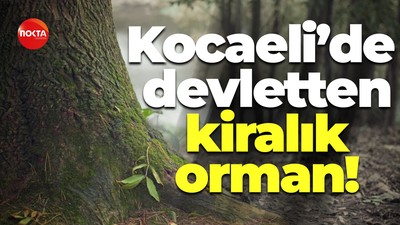 Kocaeli’de devletten kiralık orman!