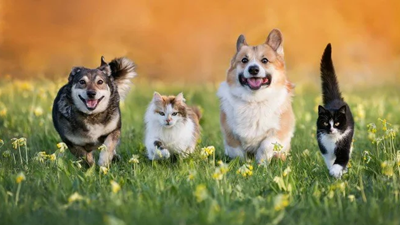 TBMM'ye gelen ilginç talepler: Kediler ve köpekler şehri kurulsun