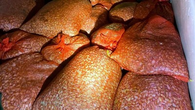 Kaçak yollarla avlanan 1 ton midye denize geri bırakıldı