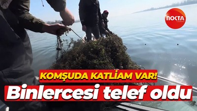 Komşuda katliam var! Binlercesi telef oldu