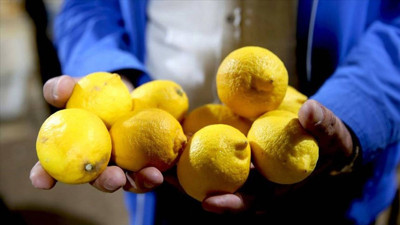 Limon ihracatı geçici süreyle durduruldu
