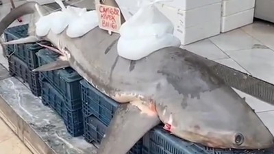 Yakalanan köpek balığı kanser hastalarına dağıtıldı