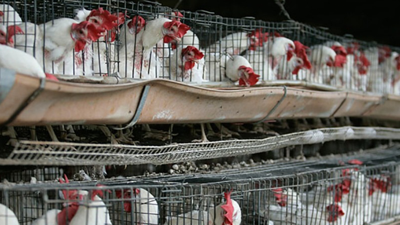 Kuş gribinden 3 yaşındaki çocuk öldü!