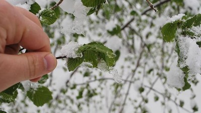 Meteoroloji'den zirai don uyarısı!