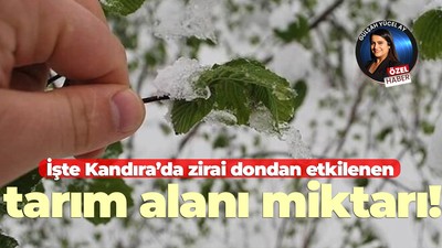 İşte Kandıra’da zirai dondan etkilenen tarım alanı miktarı!