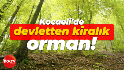 Kocaeli’de devletten kiralık orman!