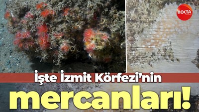İşte İzmit Körfezi’nin mercanları!