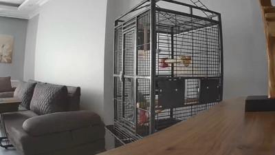 Depremi hisseden papağan kafesten kurtulmaya çalıştı