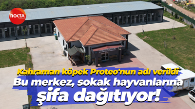 Kahraman köpek Proteo'nun adı verildi… Bu merkez, sokak hayvanlarına şifa dağıtıyor!