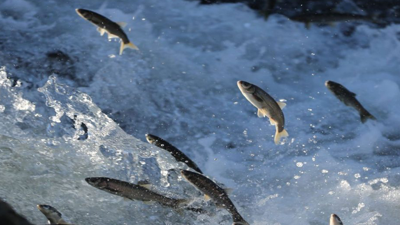 Van'da 'inci kefali' denetimi!