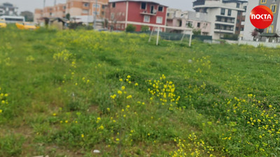 Çocukların oyun oynadığı alanda ölü fareler var!