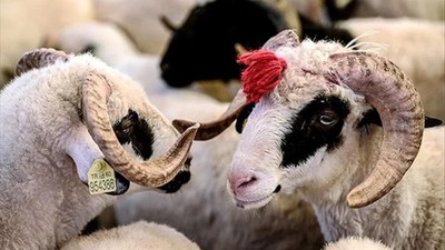 2025 Kurban Bayramı Bağlanacak Mı? Kurban Bayramı 9 Gün Tatil Olur Mu?