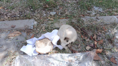Çöp konteynerinden insan kafatası çıktı
