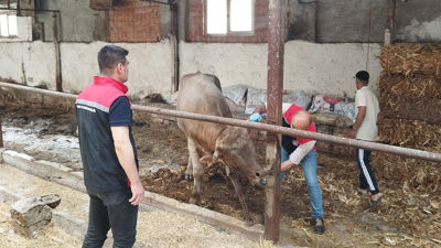 Çorum'da şap riski: Pazarlar kapatıldı!